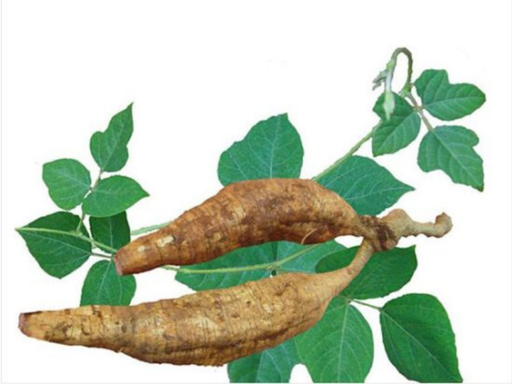 sebum là gì?